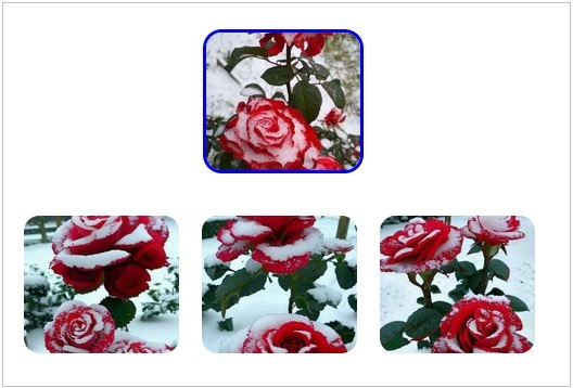 картинки похожие на розу